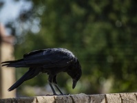 Crow Bowing