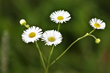 Daisy Fleabane Wildflowers Close-up