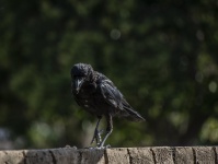 Dancing Black Crow