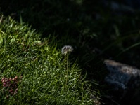 Dandelion On Grass