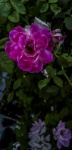 Dark Pink Rose Vertical