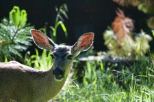 Deer Ears