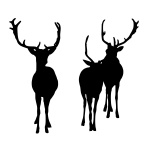 Deer, Herd, Wildlife, Nature