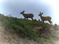 Deer On Hill
