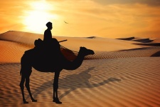 Desert Camel Sunset Silhouette