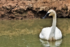 Dirty Swan In Pond Background