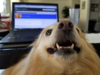 Dog And Computer Screen