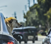 Dog Ride In A Car