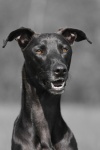 Dog Spanish Greyhound Portrait