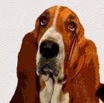 Dog Watercolor Basset Hound