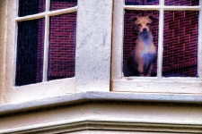 Doggie In The Window