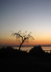 Dry Tree At Sunset Over Chobe River
