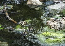 Ducklings Swimming In A Group