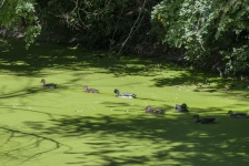 Ducks Swimming In Green Muck