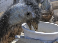 Emu Eating