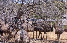 Emus Under A Tree