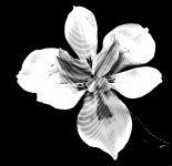 Engraved Lily