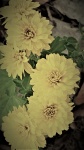 Faded Chrysanthemums Background
