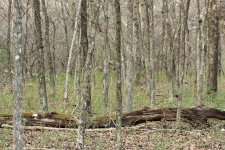 Fallen Tree In Woods