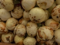 Farm Fresh Onions