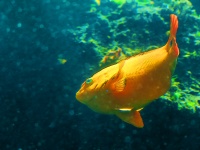 Fat Gold Fish