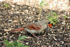 Female Cardinal In Sunflower Seeds