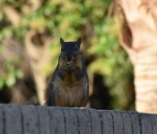 Female Squirrel