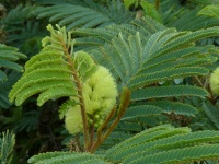 Fern And Seed Pods