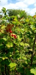 Field Berries 1