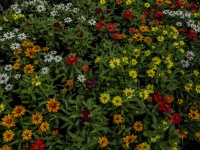 Field Of Wildflowers