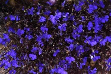 Flat Lay Purple Flowers