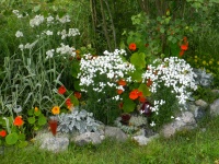 Flowers Of My Garden 55