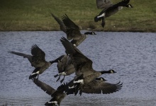 Flock Of Geese Taking Off