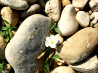 Flower In The Rocks