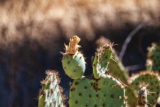 Flowering Nopal Cactus