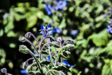 Flowering Plant Blue Fuzzy