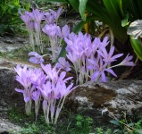 Flowers In The Rock Garden