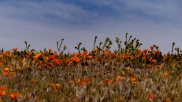 Flowers On A Ridge