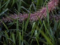Fountain Grass Holding Water