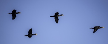 Four Flying Cormorants