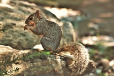 Fox Squirrel Sitting On Rock