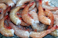 Fresh Shrimp Close-up