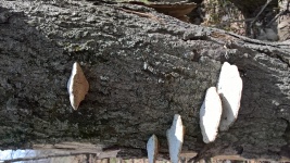 Fungus On A Tree