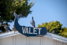 Funny Pigeon Valet Sign