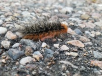 Fuzzy Caterpillar On Asphalt