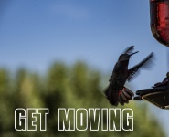 Get Moving Hummingbird Poster