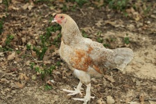 Gold Colored Chicken