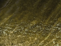 Golden Water Riverbed