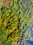 Green Algae Background