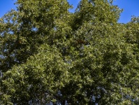 Green Treetop Background